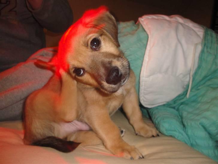 Blanding af racer Kato billede 10