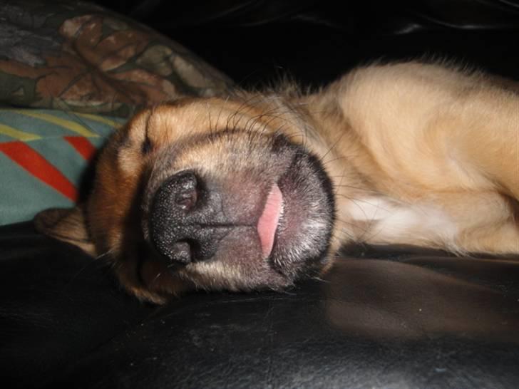 Blanding af racer Kato billede 11