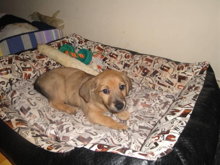 Blanding af racer Kato billede 12