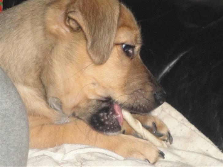 Blanding af racer Kato billede 13