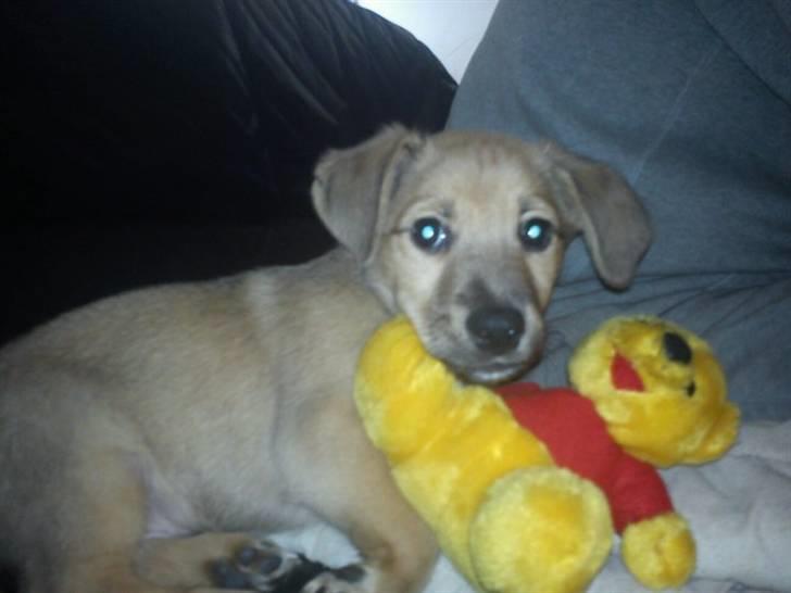 Blanding af racer Kato billede 15