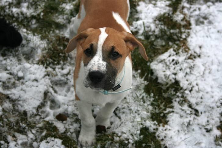 Blanding af racer Vitus Bering ll - Vitus Bering ll (9 Uger) billede 1