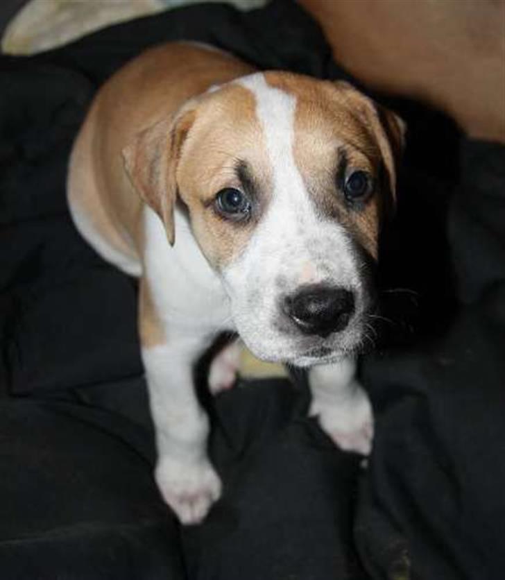 Blanding af racer Vitus Bering ll - Ca 5 uger billede 2