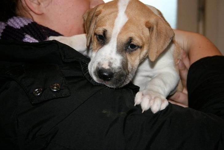 Blanding af racer Vitus Bering ll - Hvordan kan man ikke forelske sig i det ansigt?? billede 3