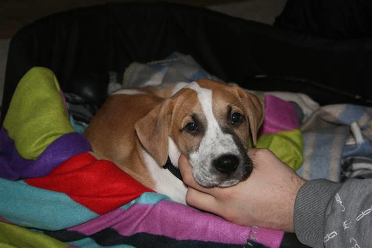 Blanding af racer Vitus Bering ll - Puuuha man bliver træt af at møde alle de nye hundevenner billede 4