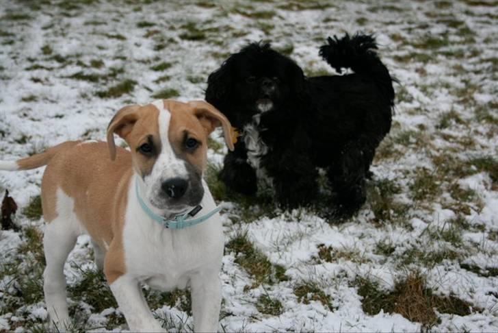 Blanding af racer Vitus Bering ll - Vitus og Simba billede 5