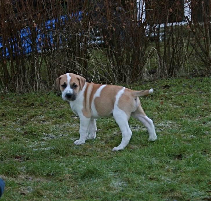 Blanding af racer Vitus Bering ll - Lille tykke hundebaby, ca 6 uger billede 6