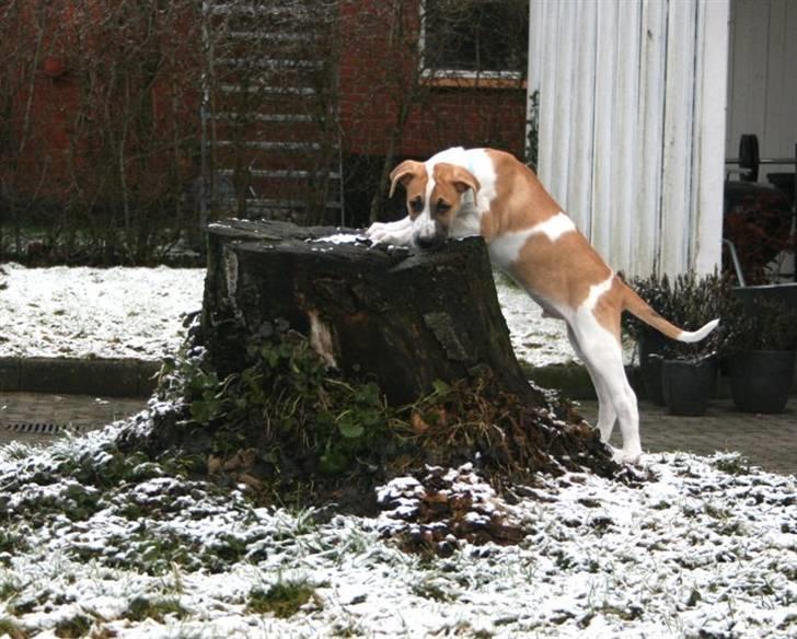 Blanding af racer Vitus Bering ll - "Er du HELT sikker på, at jeg ikke må hoppe derop?" billede 7