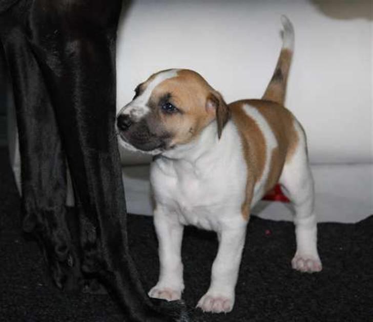 Blanding af racer Vitus Bering ll - Ca 4 uger billede 8