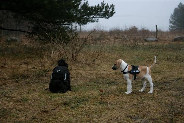Blanding af racer Vitus Bering ll - "Åhhh hvor ville jeg også gerne lege med den pind" billede 9