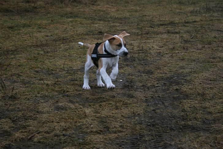 Blanding af racer Vitus Bering ll - "Her kommer jeg!" :-)) billede 10
