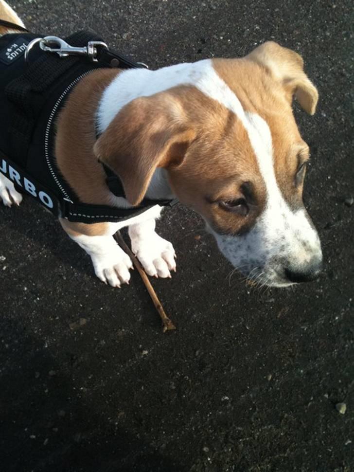 Blanding af racer Vitus Bering ll - Vitus viser stolt dagens fangst frem billede 11