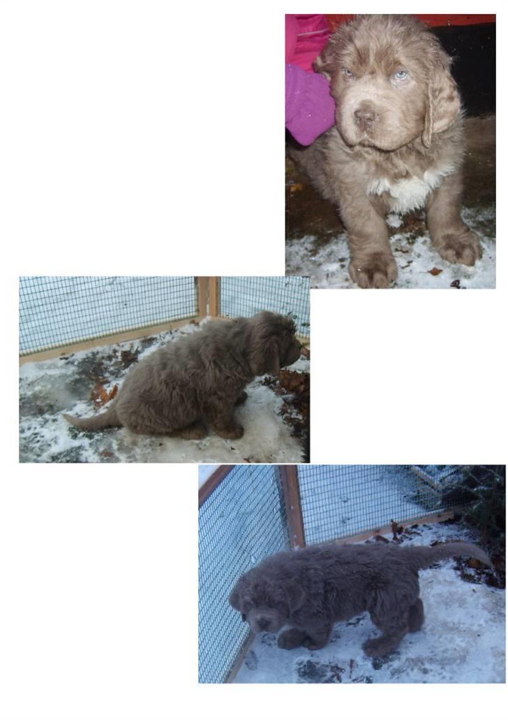 Newfoundlænder Silver billede 1