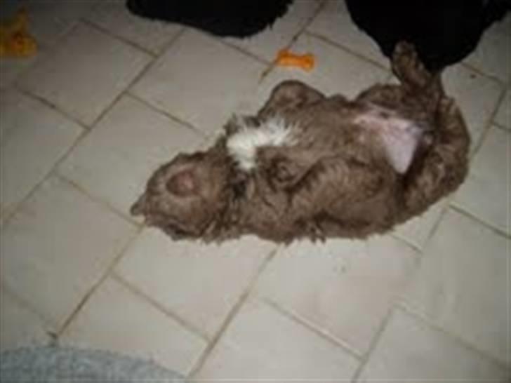 Newfoundlænder Silver billede 2