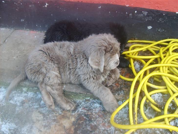 Newfoundlænder Silver billede 3