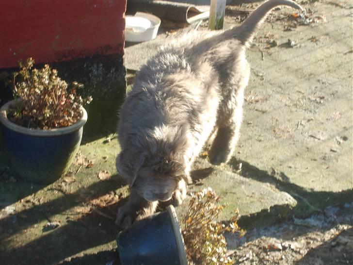 Newfoundlænder Silver billede 4