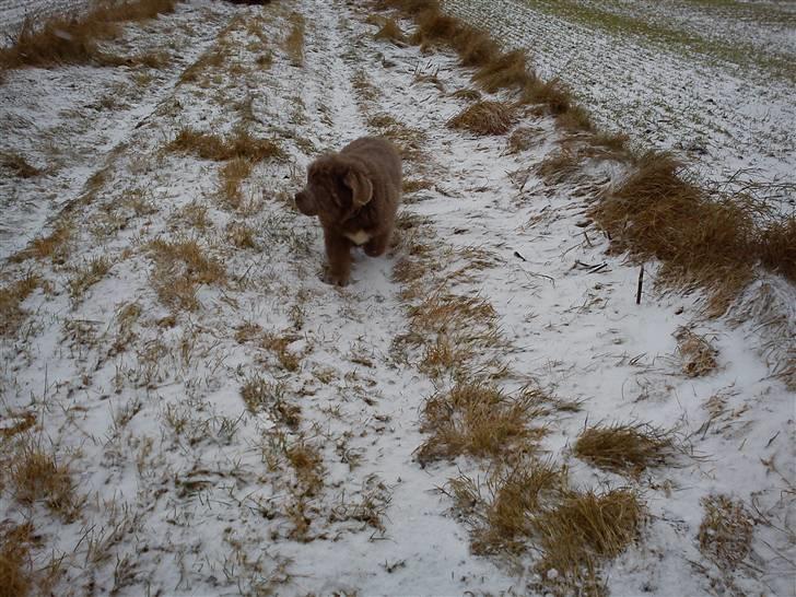 Newfoundlænder Silver billede 5