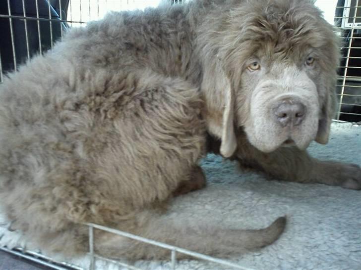 Newfoundlænder Silver billede 6