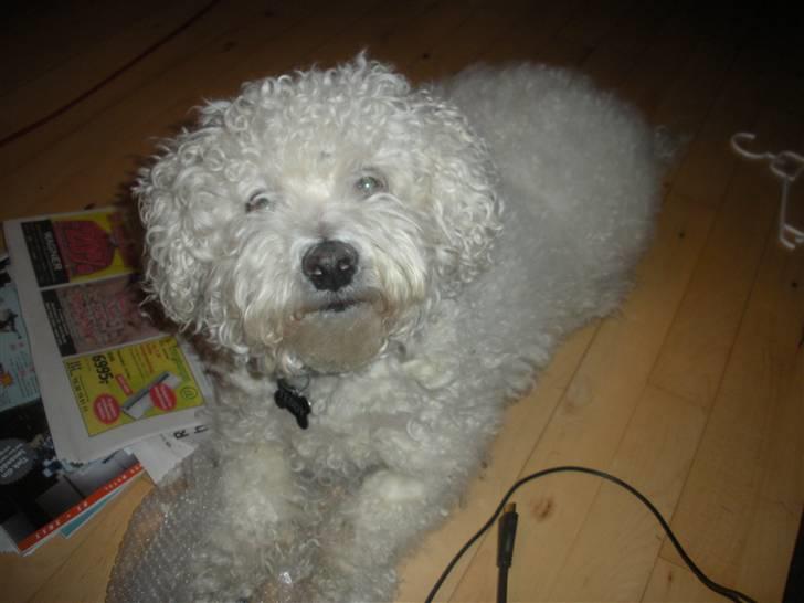 Bichon à poil frisé Teddy - 15.02.11 billede 1