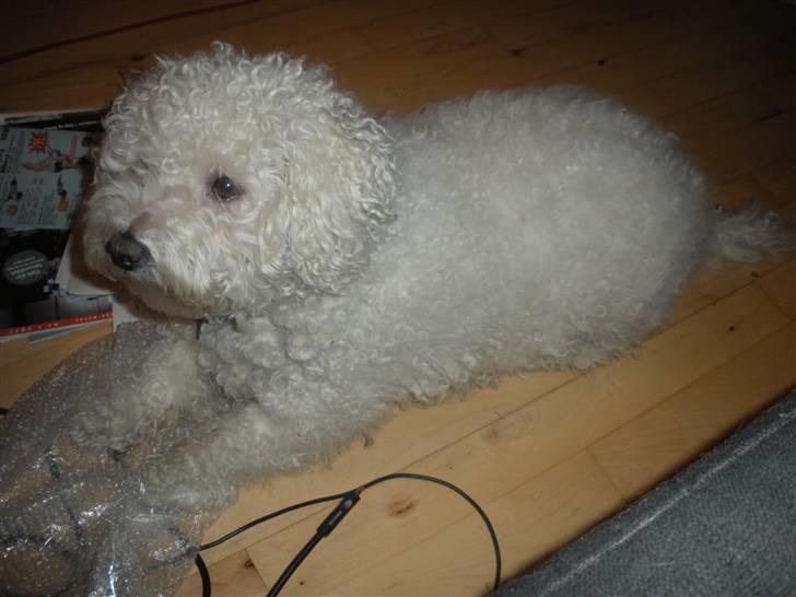 Bichon à poil frisé Teddy - 15.02.11 billede 2