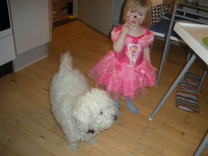 Bichon à poil frisé Teddy - 15.02.11 billede 3