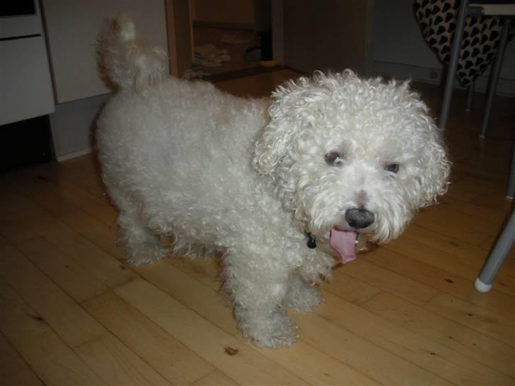 Bichon à poil frisé Teddy - 15.02.11 billede 4