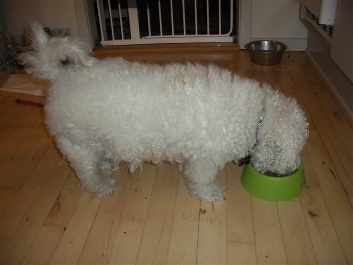 Bichon à poil frisé Teddy - 15.02.11 billede 5