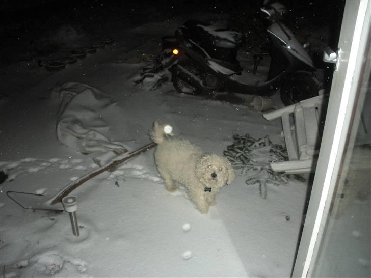 Bichon à poil frisé Teddy - 15.02.11 billede 6
