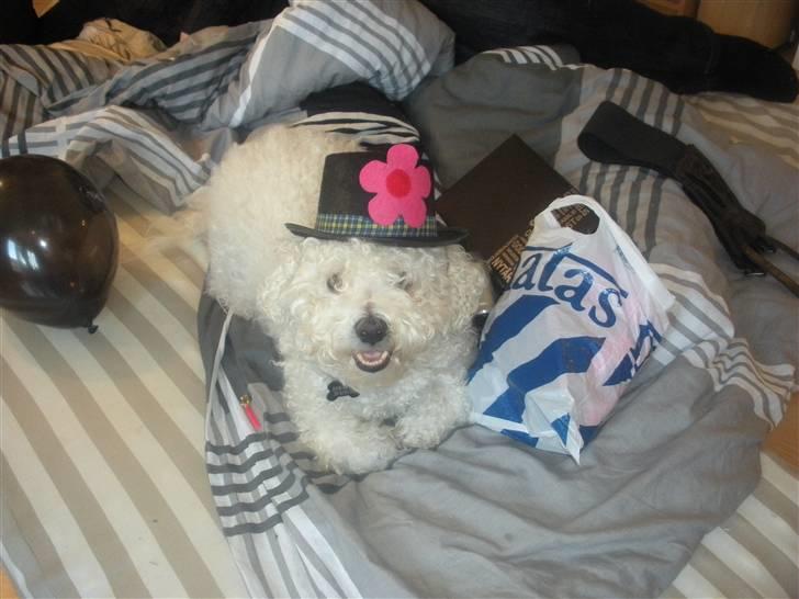 Bichon à poil frisé Teddy - 01.01.11 billede 7