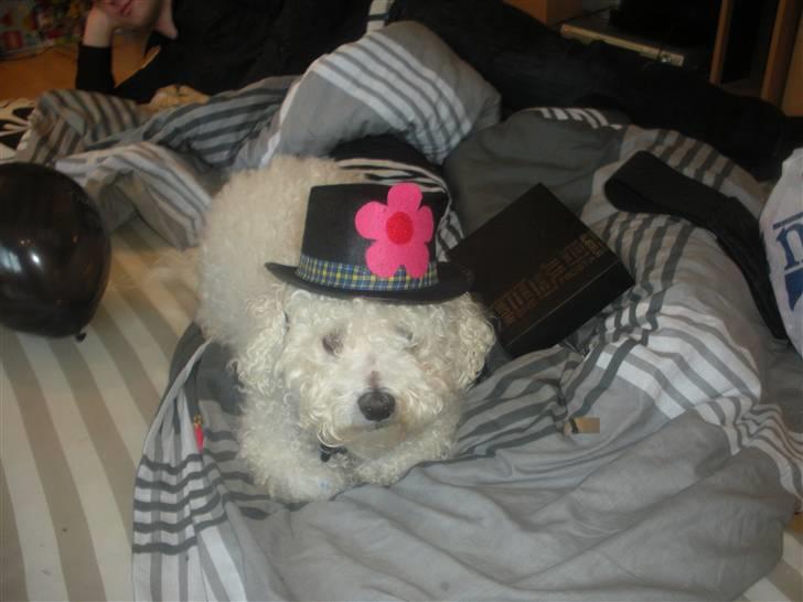 Bichon à poil frisé Teddy - 01.01.11 billede 8