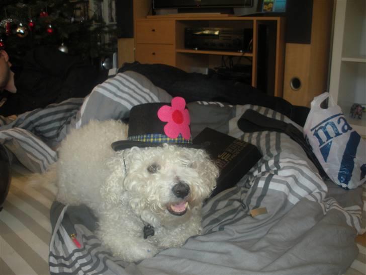 Bichon à poil frisé Teddy - 01.01.11 billede 9