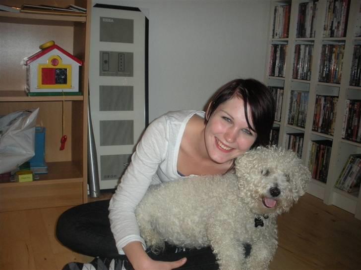 Bichon à poil frisé Teddy - 03.10.10 billede 10