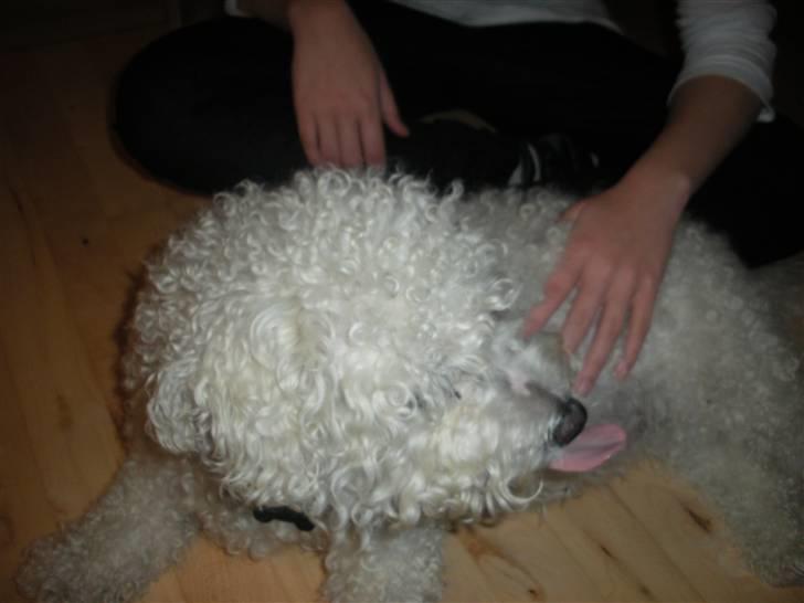 Bichon à poil frisé Teddy - 03.10.10 billede 12