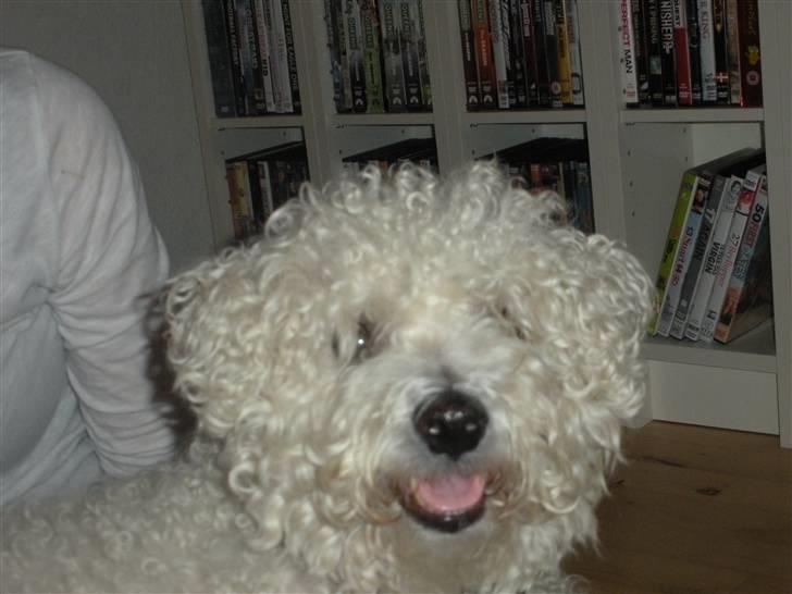 Bichon à poil frisé Teddy - 03.10.10 billede 13