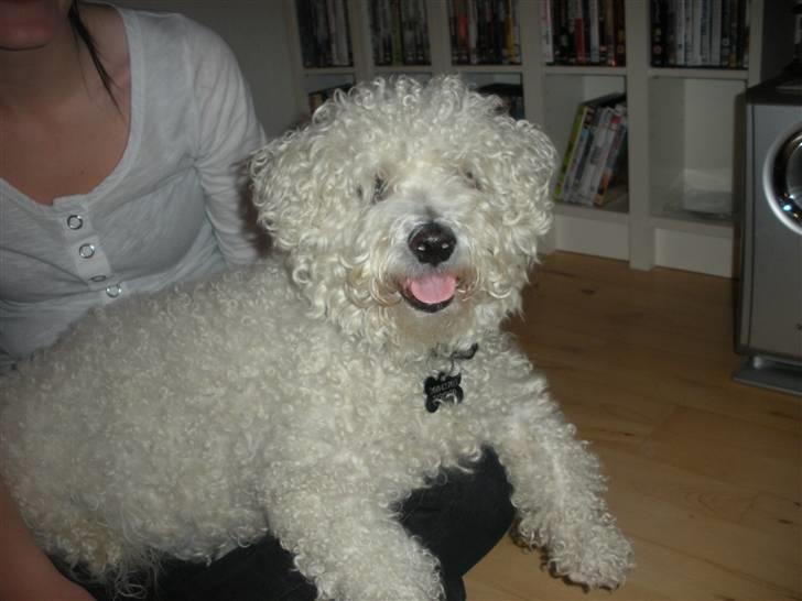 Bichon à poil frisé Teddy - 03.10.10 billede 14