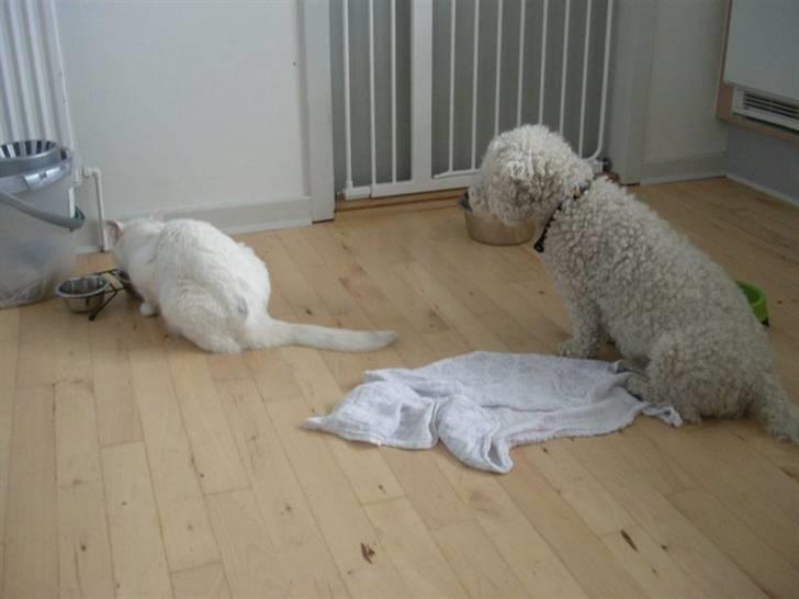 Bichon à poil frisé Teddy - 29.08.10 - 3. dag hos os billede 15