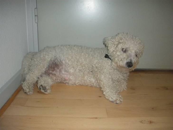 Bichon à poil frisé Teddy - 29.08.10 - 3. dag hos os billede 16