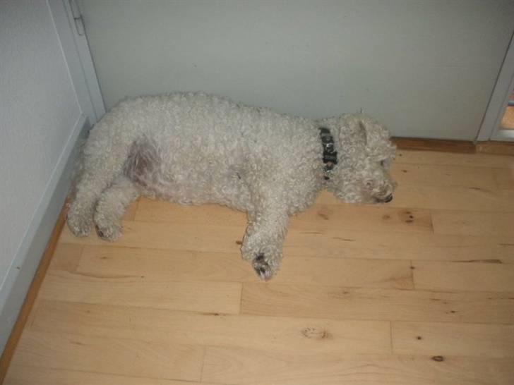 Bichon à poil frisé Teddy - 29.08.10 - 3. dag hos os billede 17