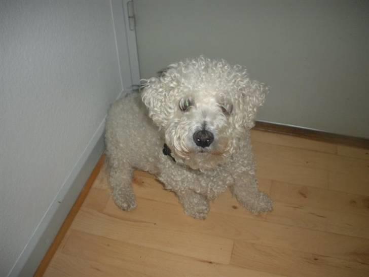 Bichon à poil frisé Teddy - 29.08.10 - 3. dag hos os billede 18