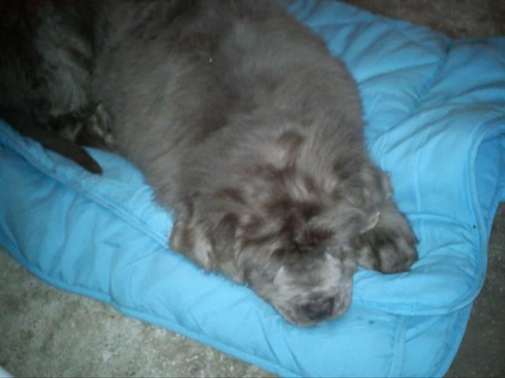 Newfoundlænder Silver billede 7