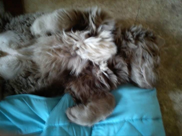 Newfoundlænder Silver billede 8