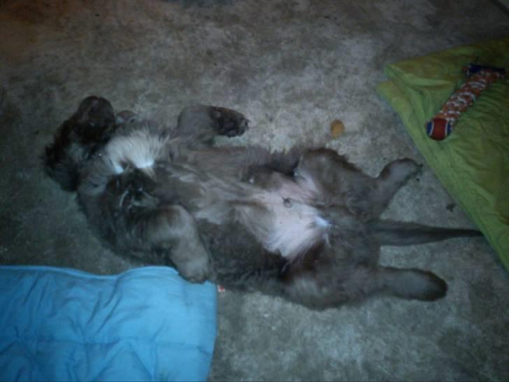 Newfoundlænder Silver billede 10