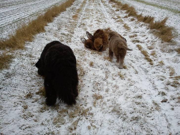Newfoundlænder Silver billede 11