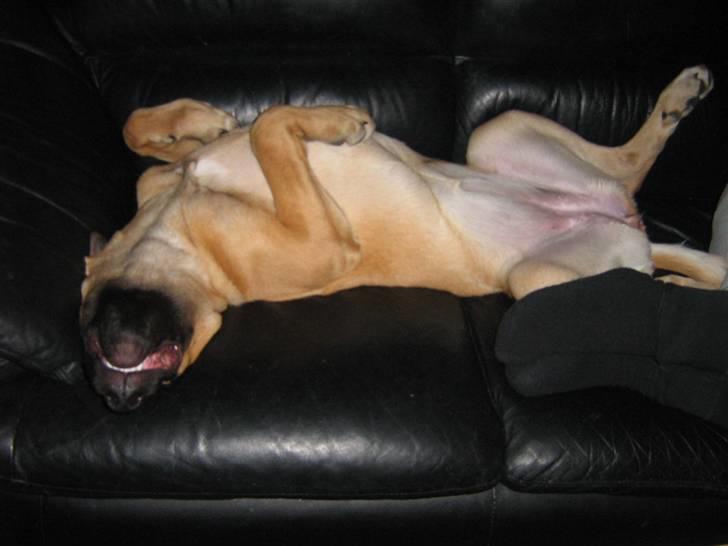 Blanding af racer fie billede 6