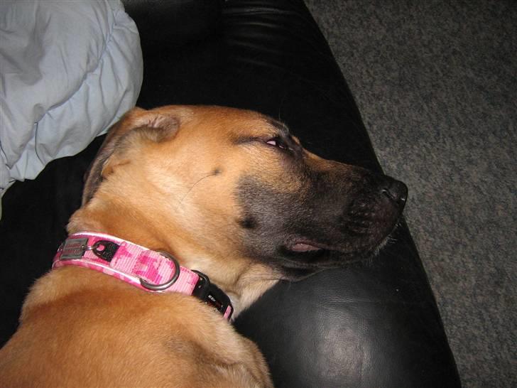 Blanding af racer fie billede 7