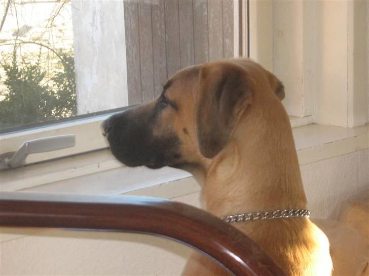 Blanding af racer fie billede 8