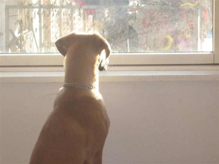 Blanding af racer fie billede 9