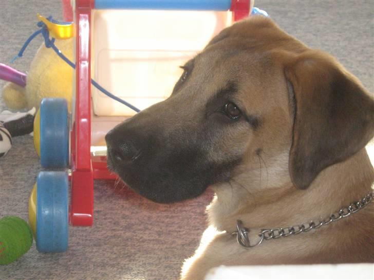 Blanding af racer fie billede 10