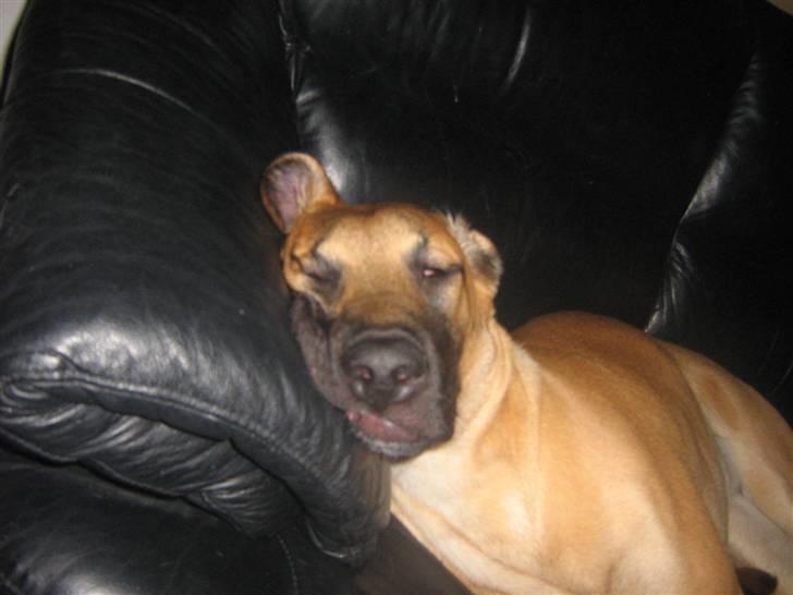 Blanding af racer fie billede 11