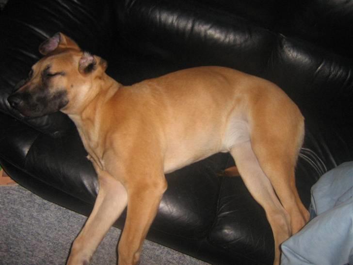 Blanding af racer fie billede 12